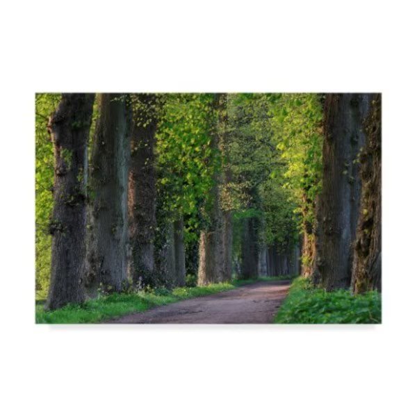 Istv�n Nagy 'Light Green Forest Road' Canvas Art, 22x32, Trademark Fine Art, Mfr#: ALI36150-C2232GG